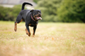 Rottweiler on the move